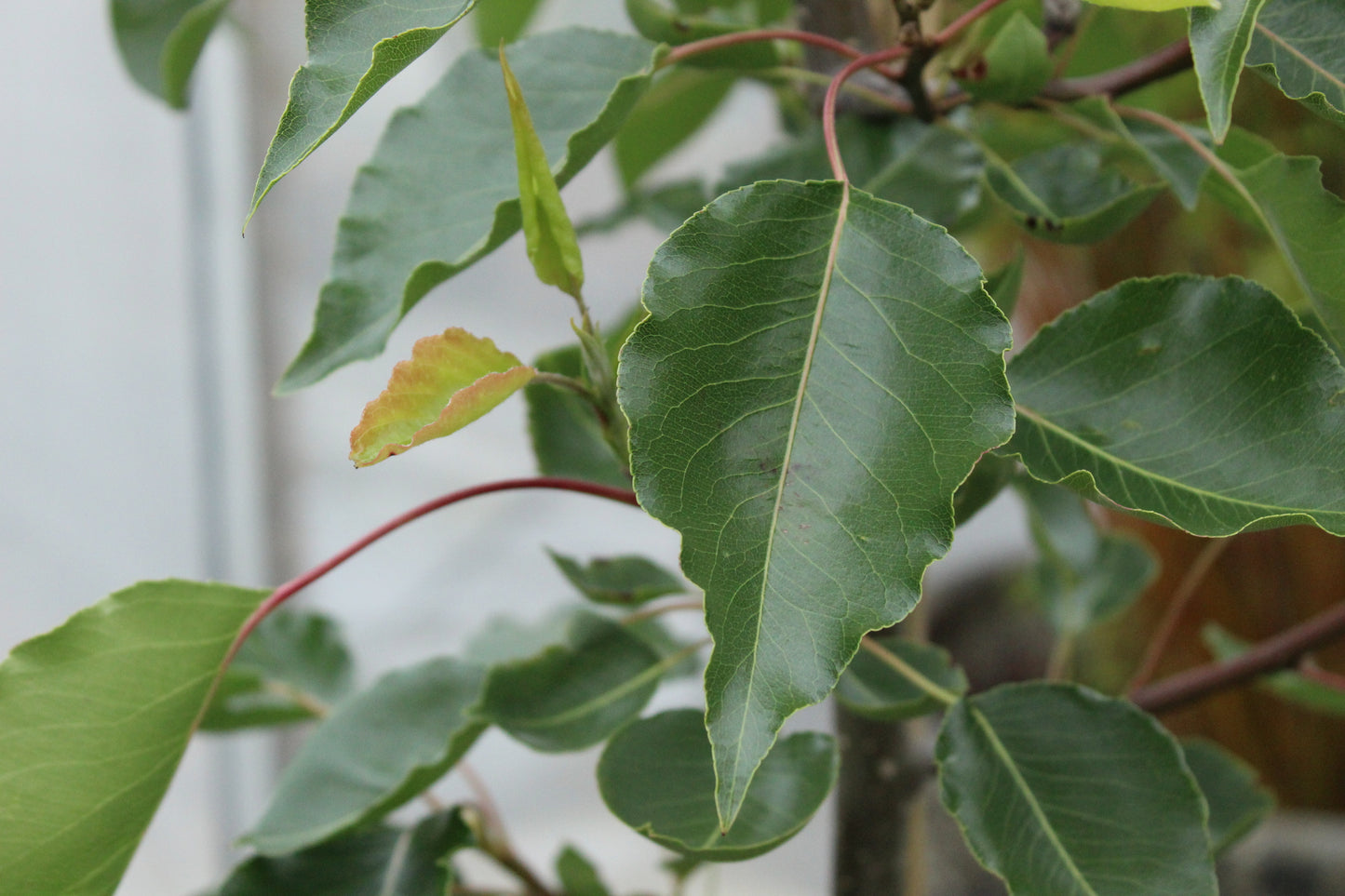 Pyrus calleryana bradford