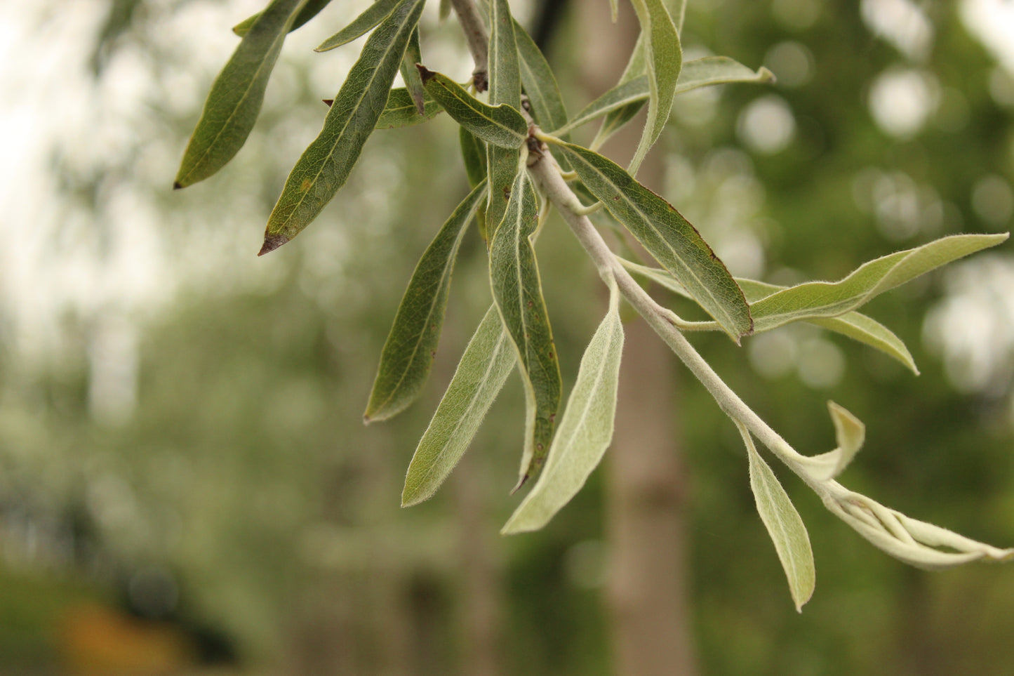 Pyrus salicifolia Pendula