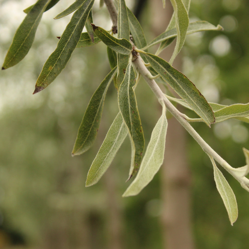 Pyrus salicifolia Pendula Image