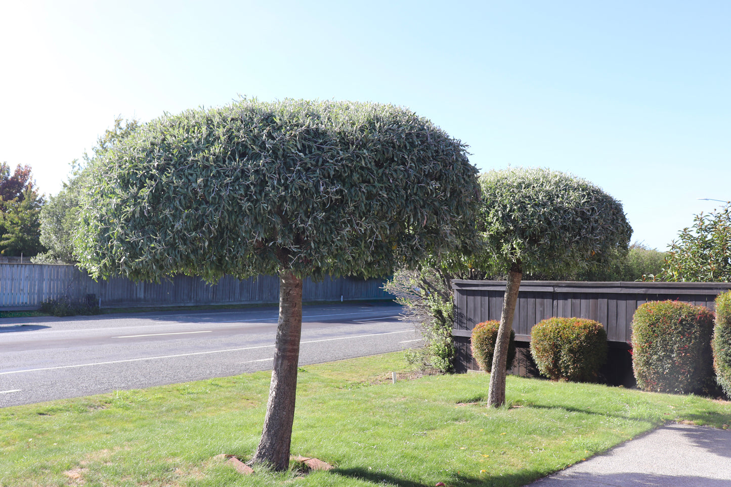 Pyrus salicifolia Pendula