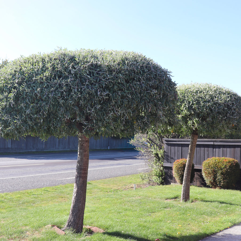 Pyrus salicifolia Pendula Image