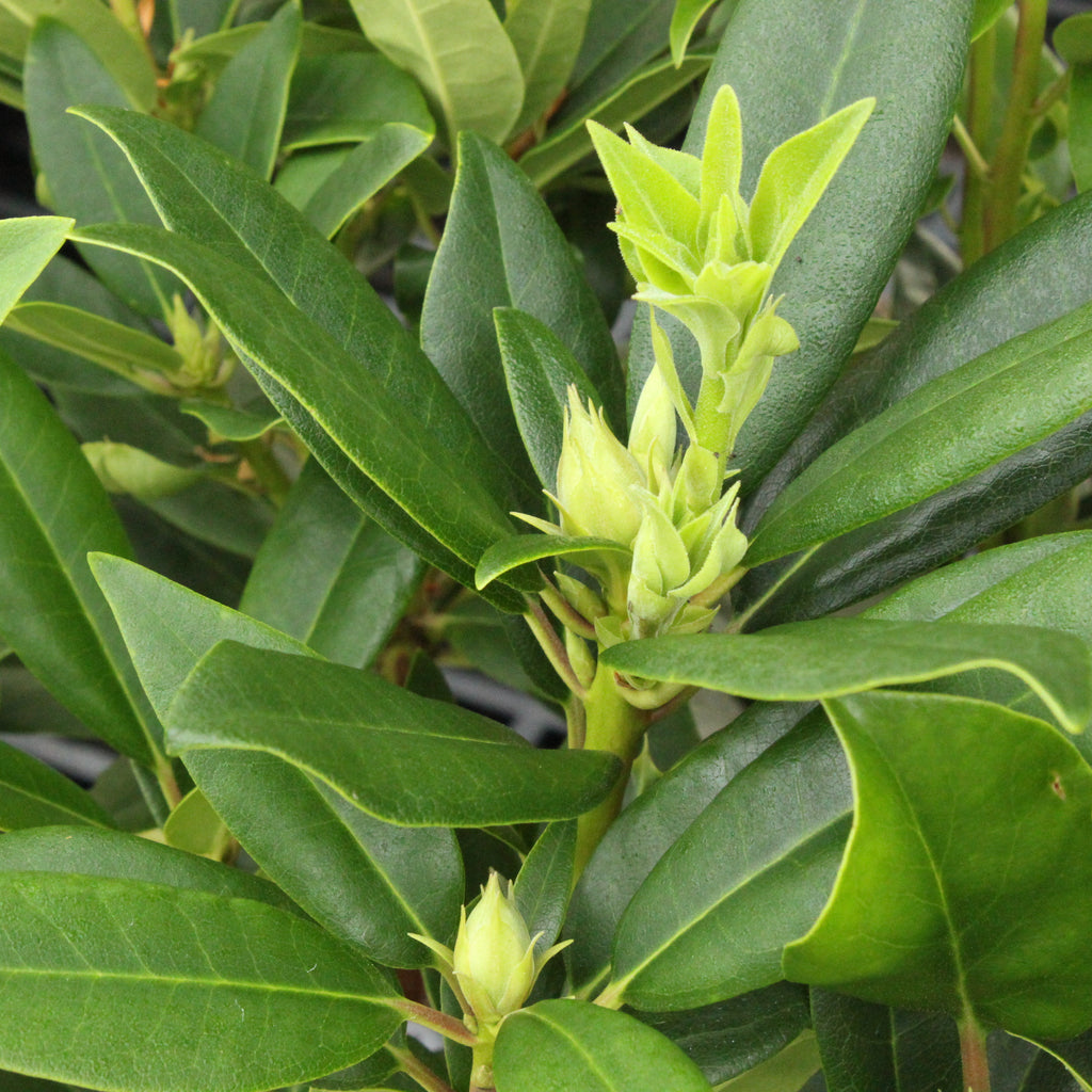 Rhododendron Bumble Bee Image
