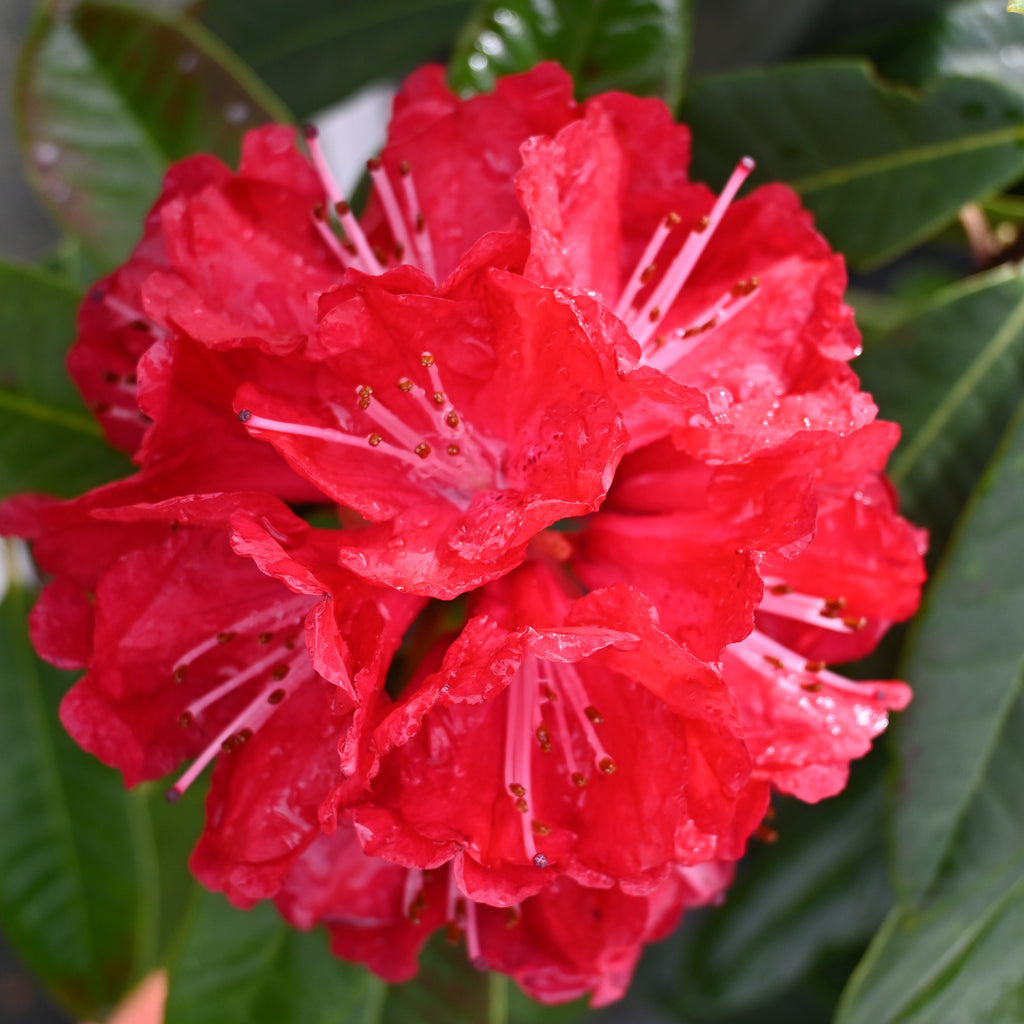 Rhododendron Bibiana Image