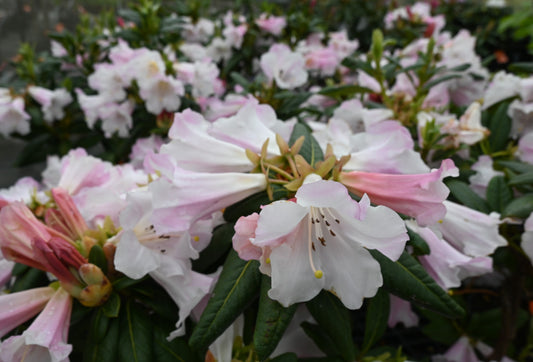 Rhododendron Countess of Haddington