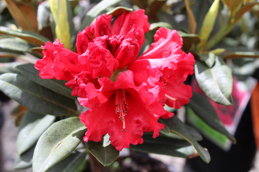 rhododendron huntington.
