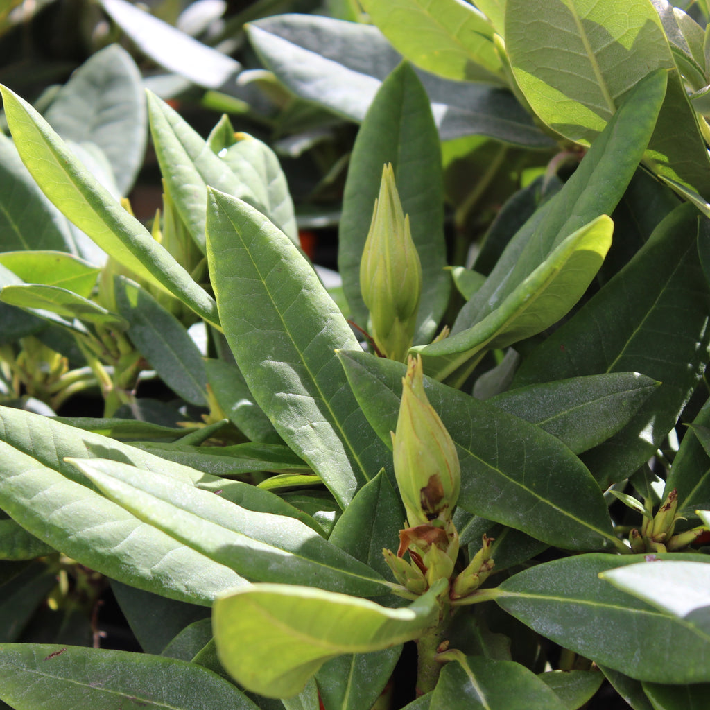 Rhododendron Dopey Image