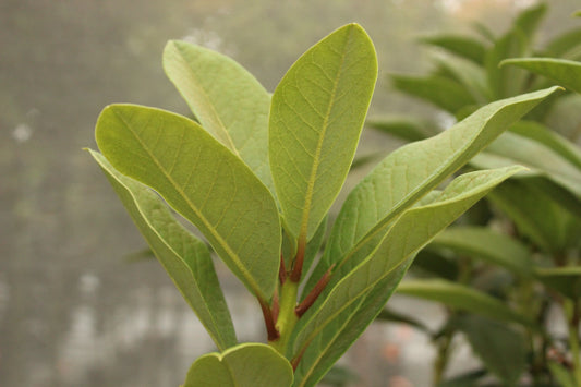 Rhododendron Mi Amor