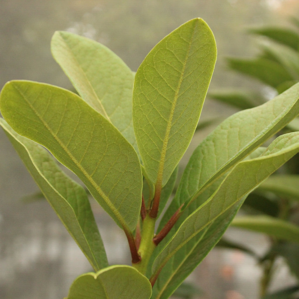 Rhododendron Mi Amor Image