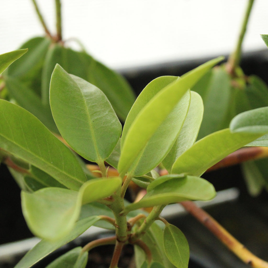 Rhododendron Mount Everest Image