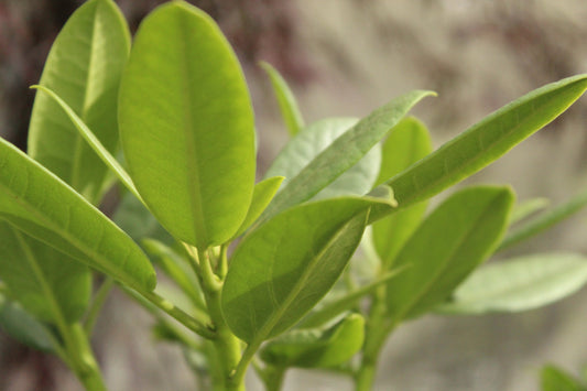 Rhododendron Pawhuska