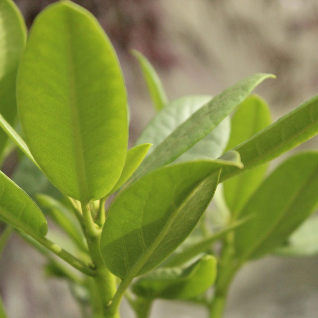Rhododendron Pawhuska Image