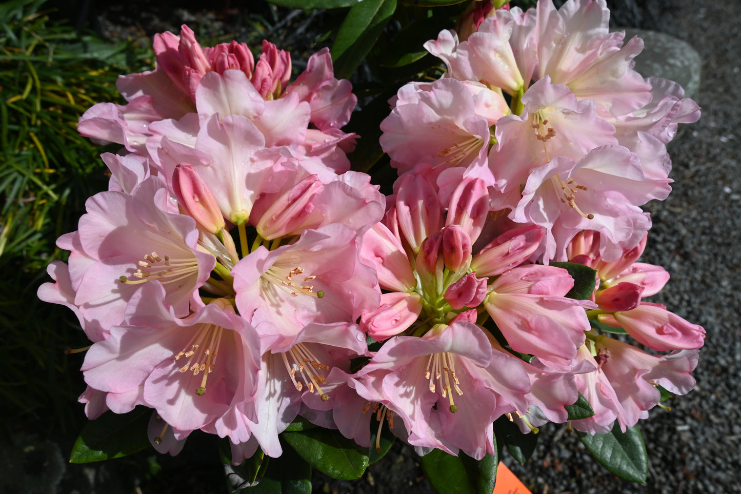 Rhododendron Unique