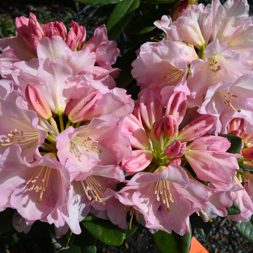 Rhododendron Unique Image