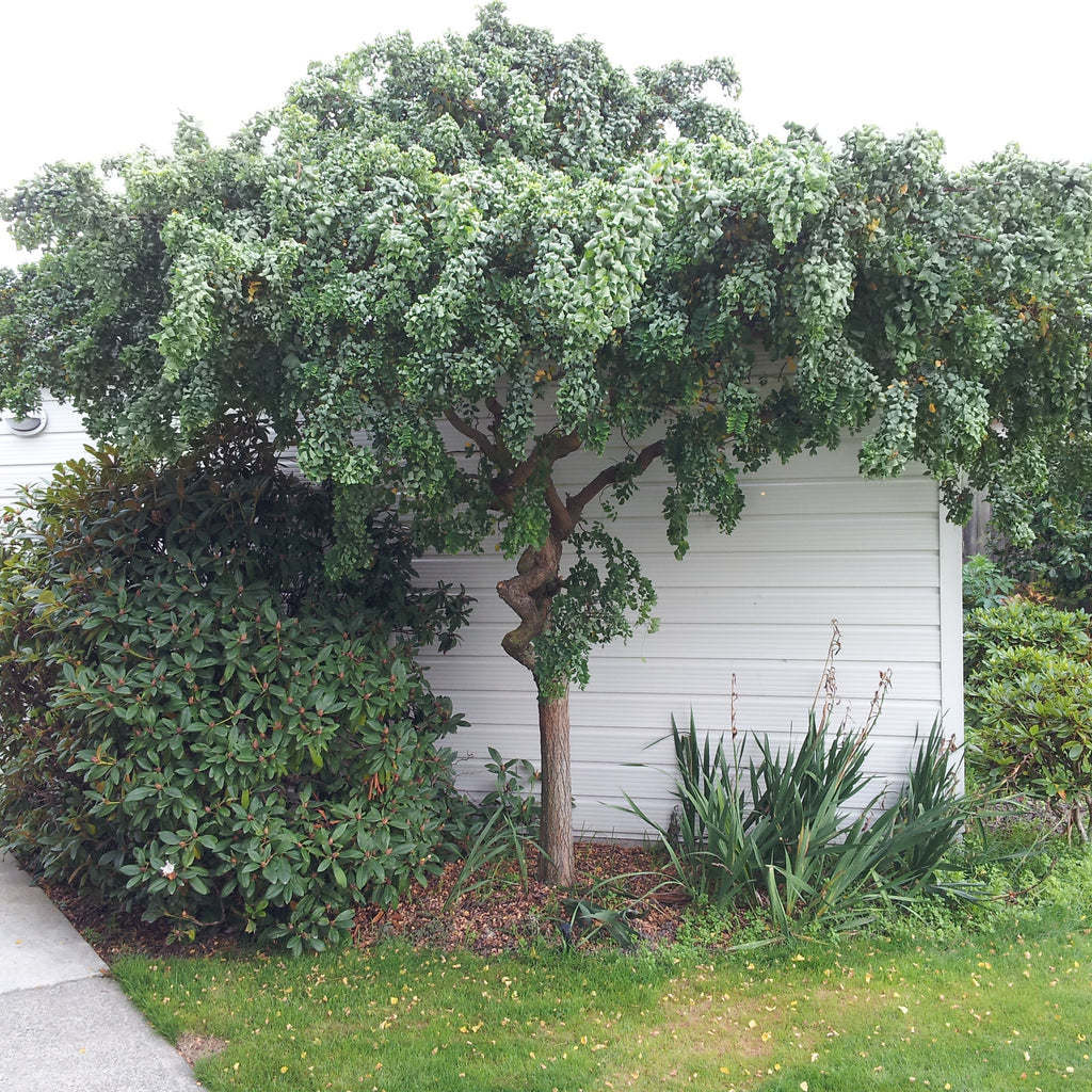 Robinia Lace Lady Image