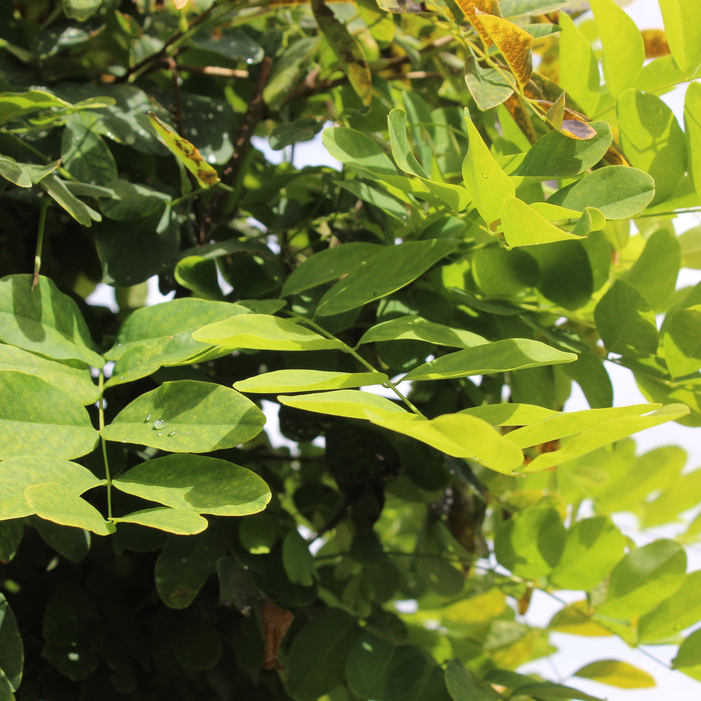 Robinia Mop Top Image