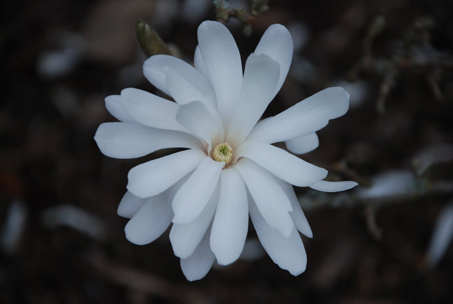 Magnolia stellata Royal Star