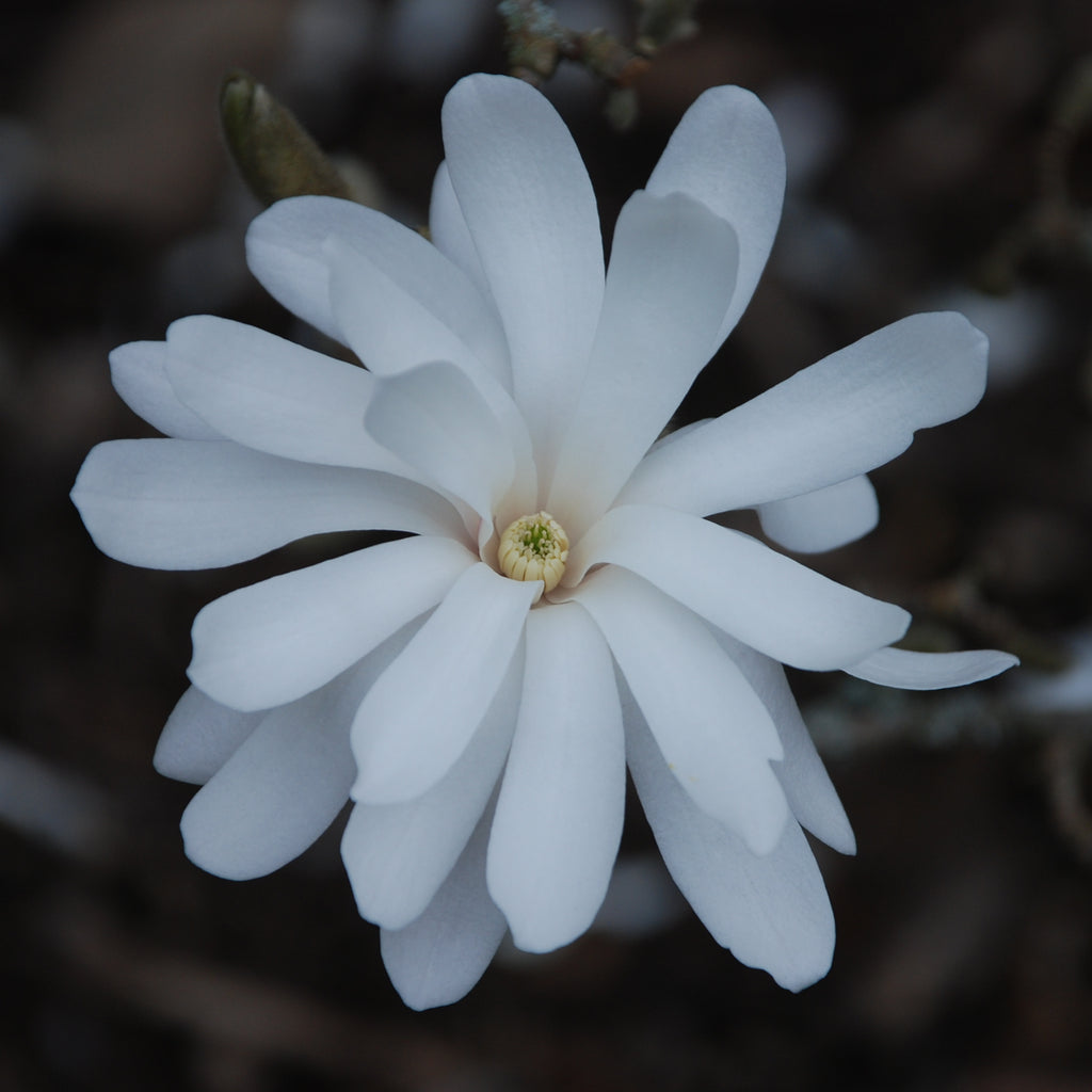 Magnolia stellata Royal Star Image