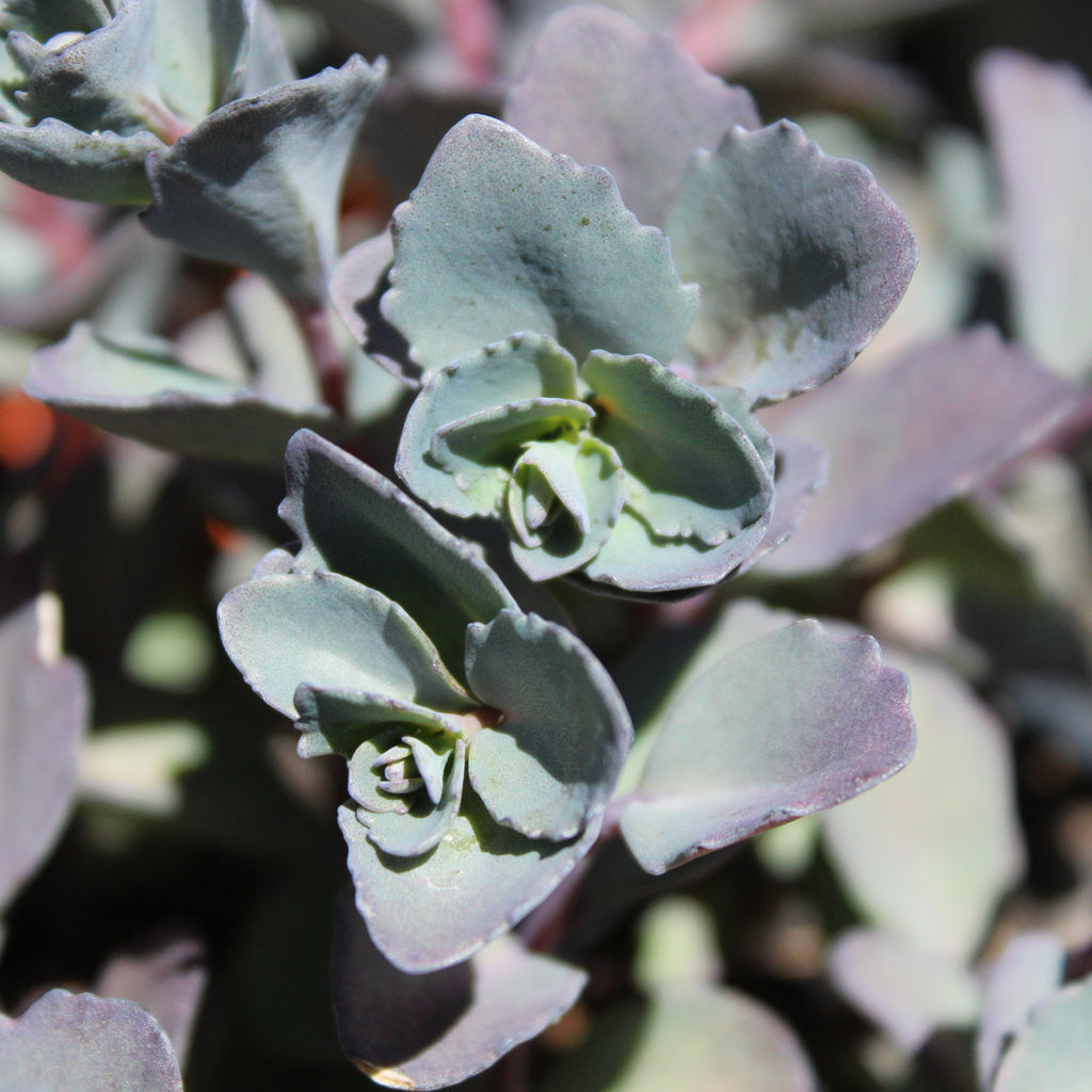 Sedum Bertram Anderson Image