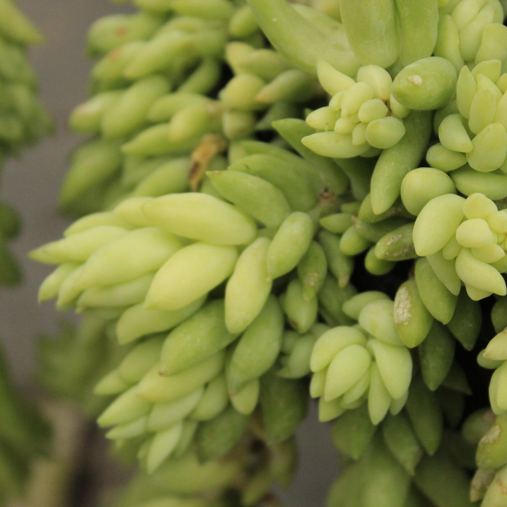 Sedum morganianum Image