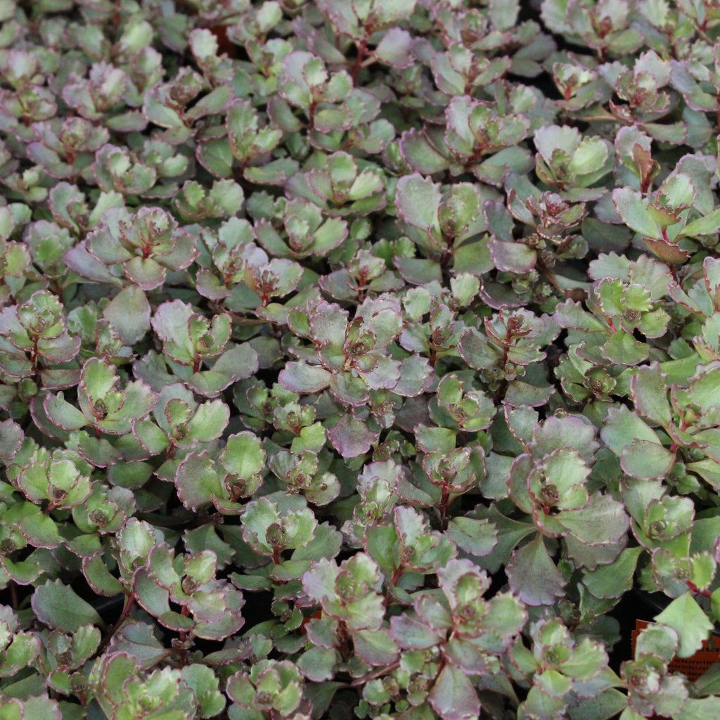 Sedum Voodoo Image