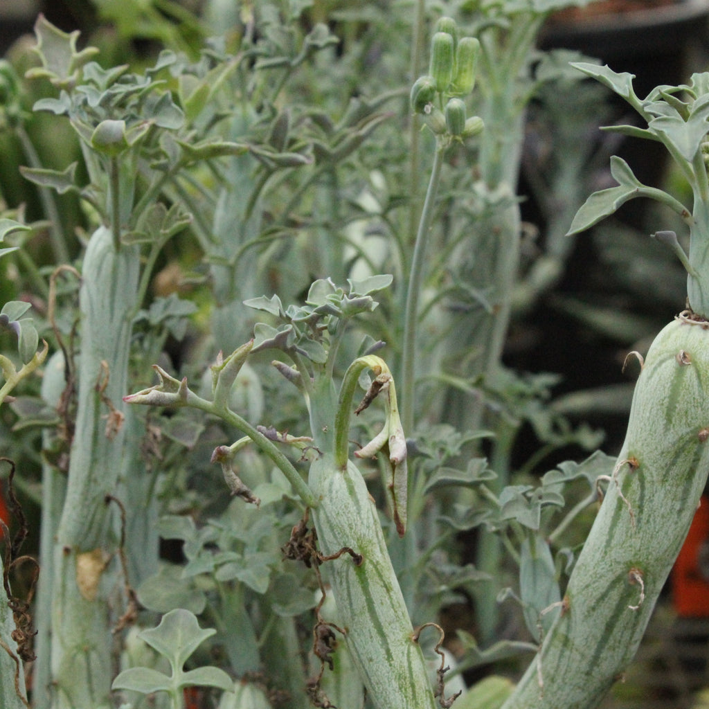 Senecio articulatus Image