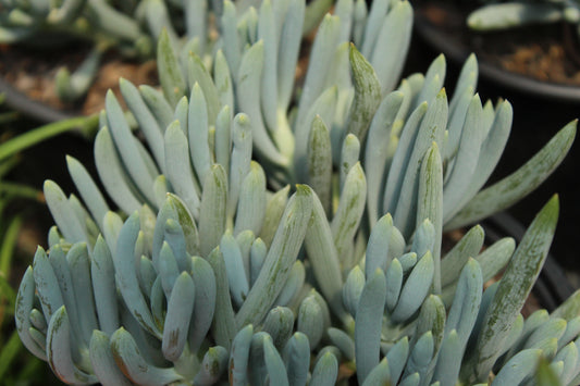 Senecio serpens