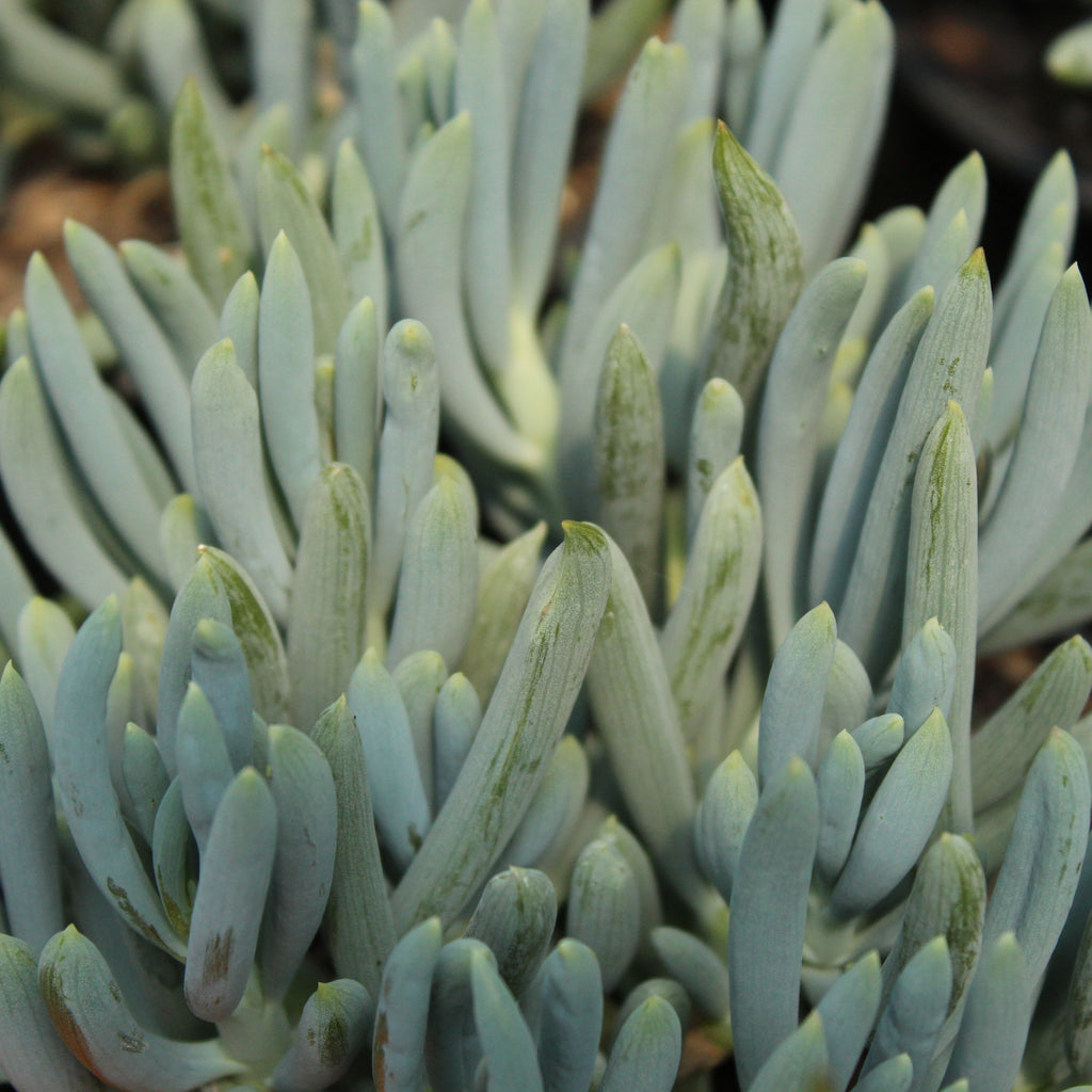 Senecio serpens Image
