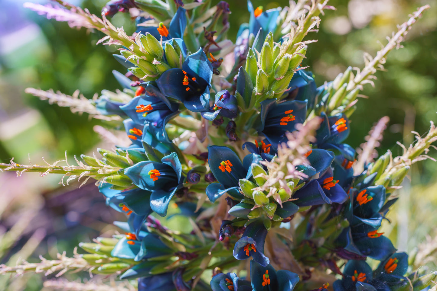 Puya Alpestris