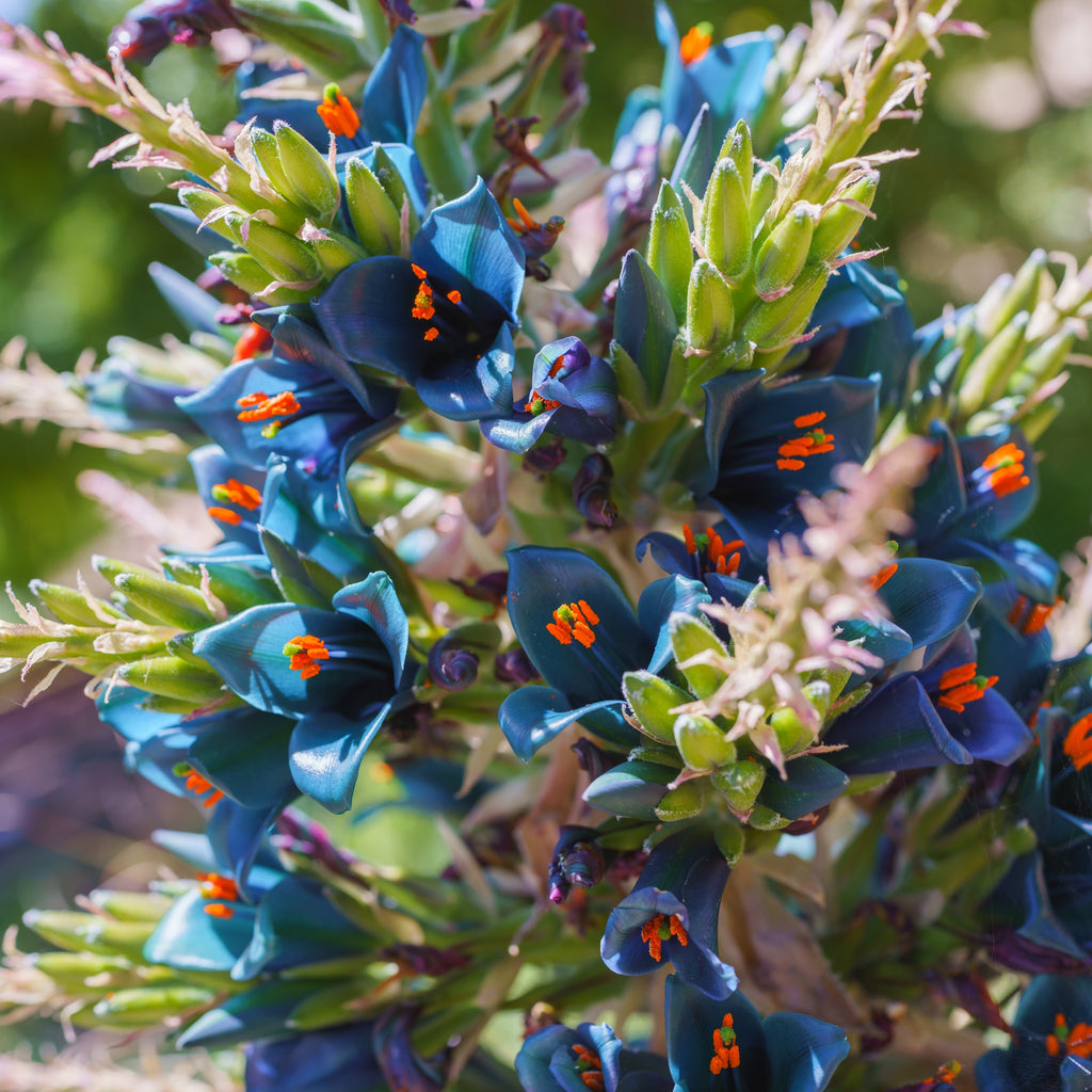 Puya Alpestris Image