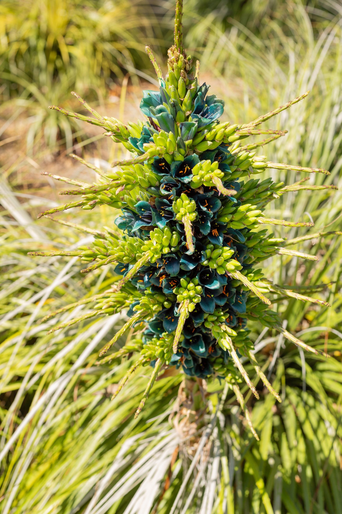 Puya Alpestris