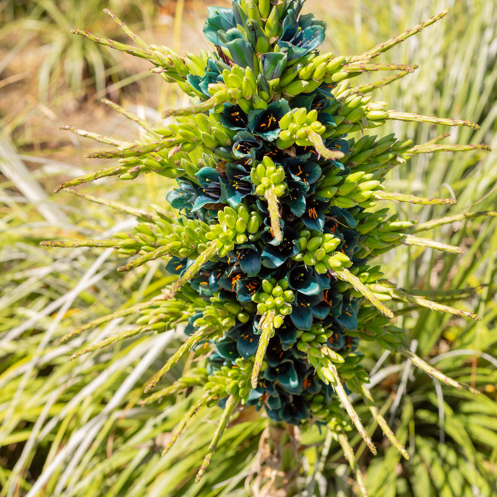 Puya Alpestris Image