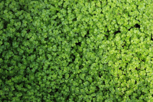 Soleirolia soleirolii