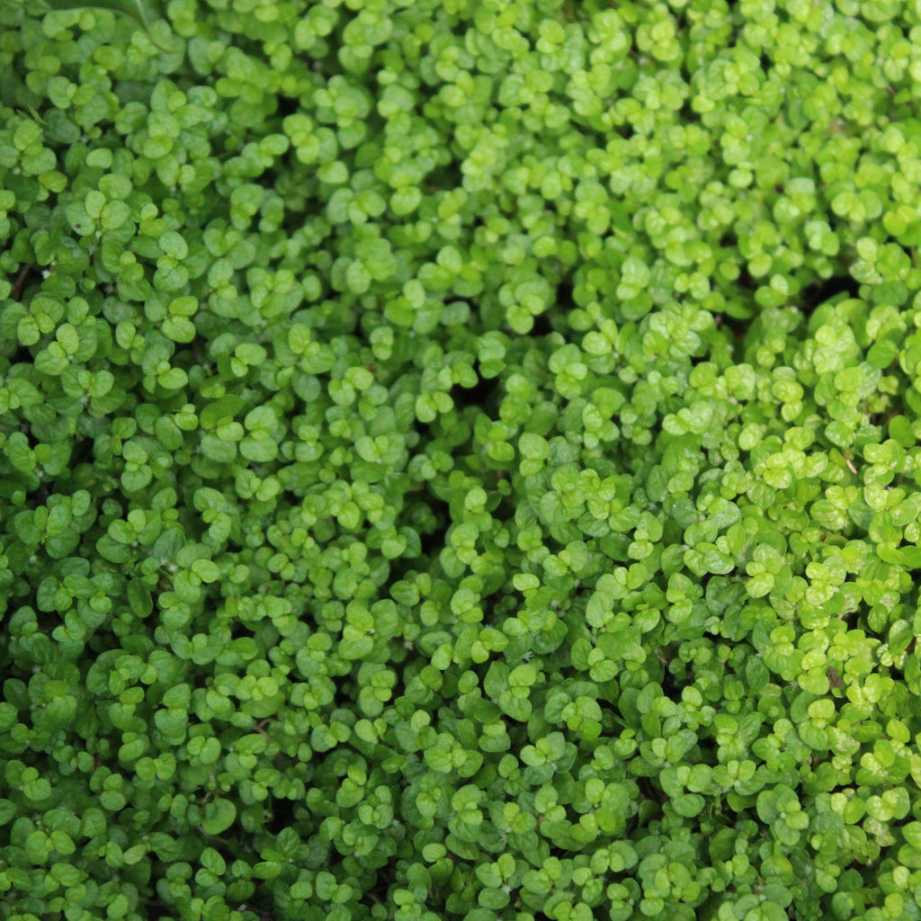 Soleirolia soleirolii Image