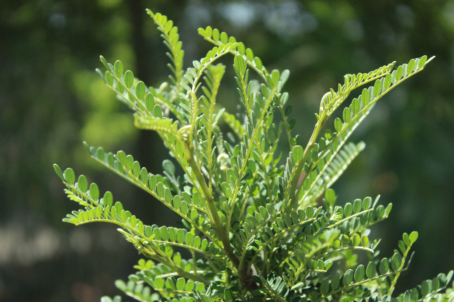 Sophora Dragons Gold