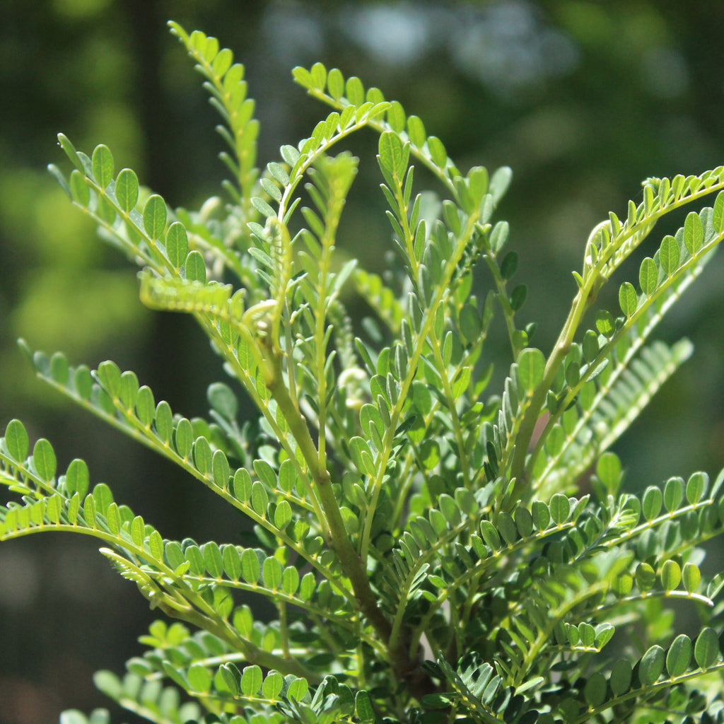 Sophora Dragons Gold Image