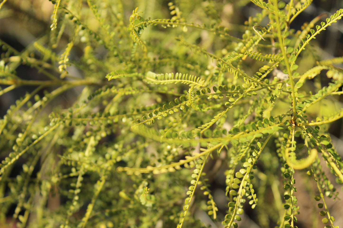 Sophora Longicarinata
