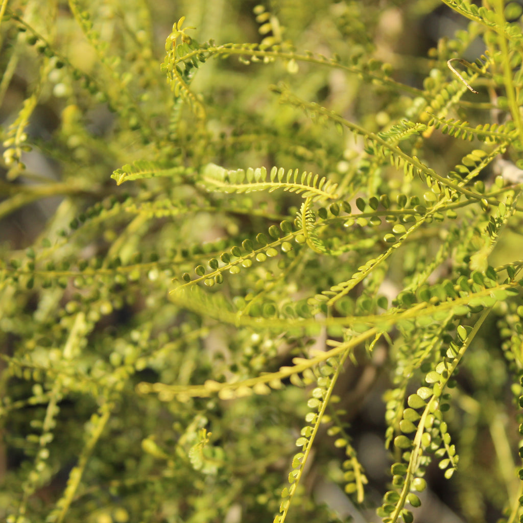 Sophora Longicarinata Image
