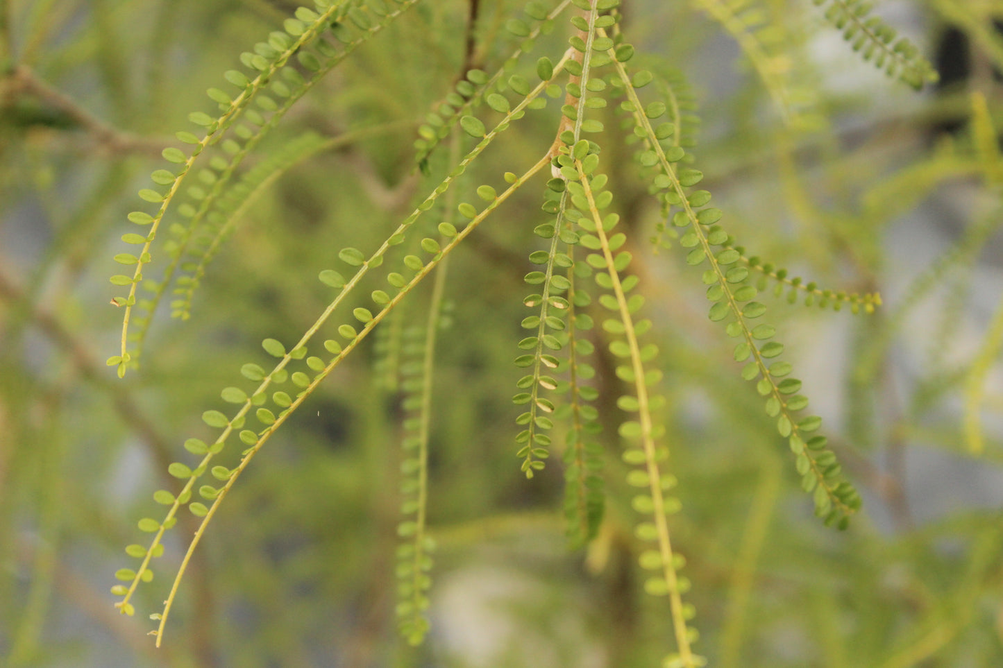 Sophora Longicarinata