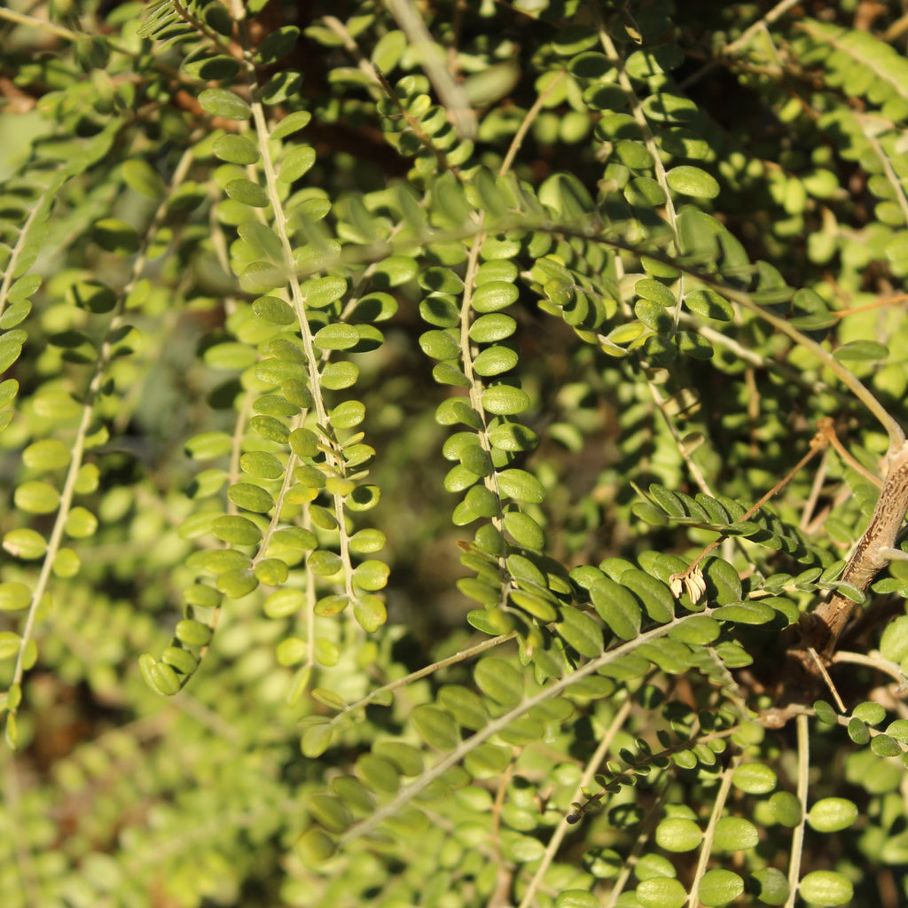 Sophora microphylla Image