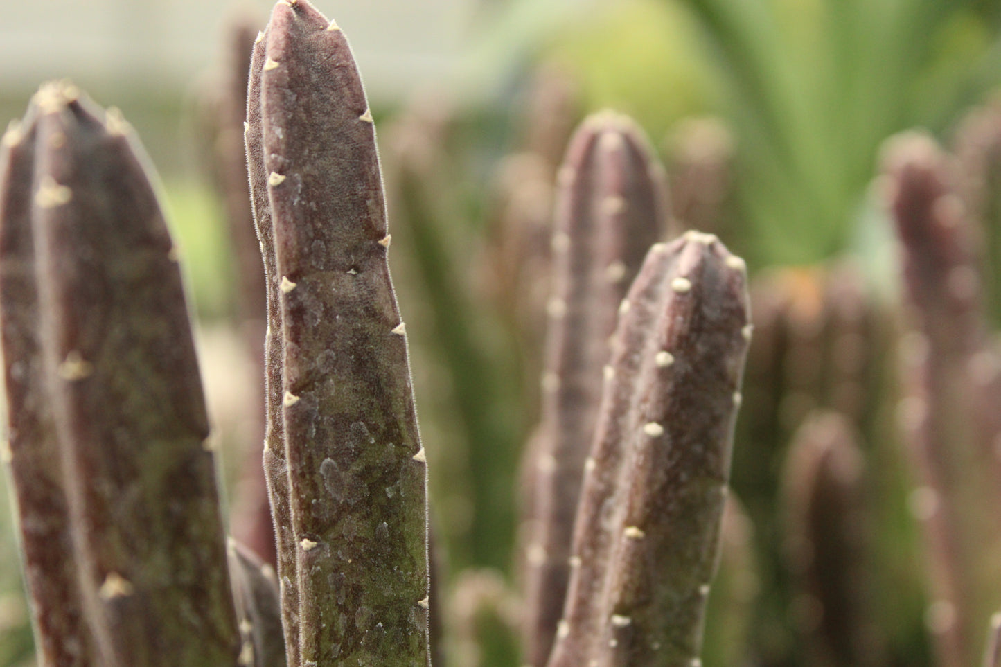 Stapelia leendertziae