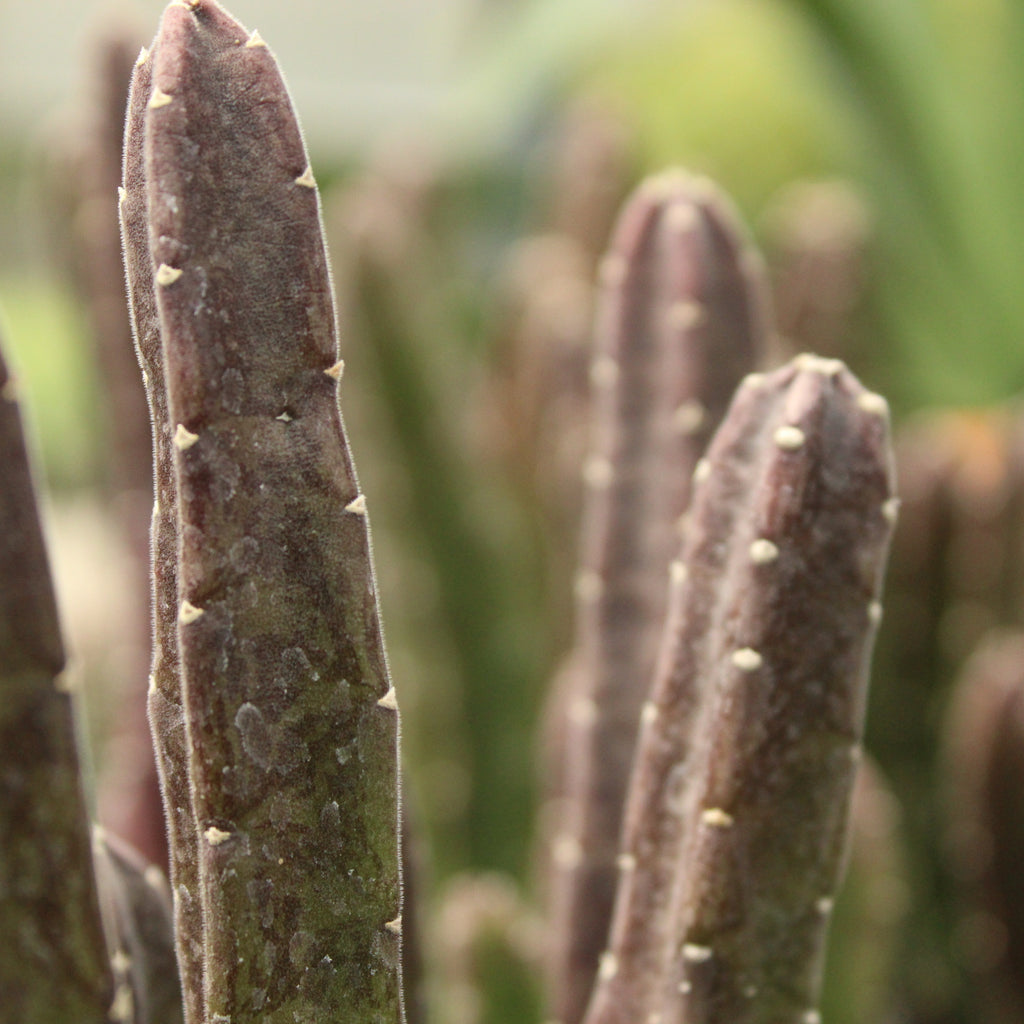 Stapelia leendertziae Image