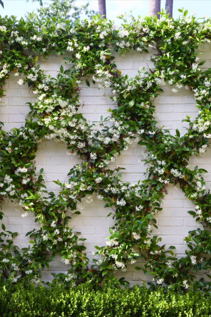 star-jasmine-espallier