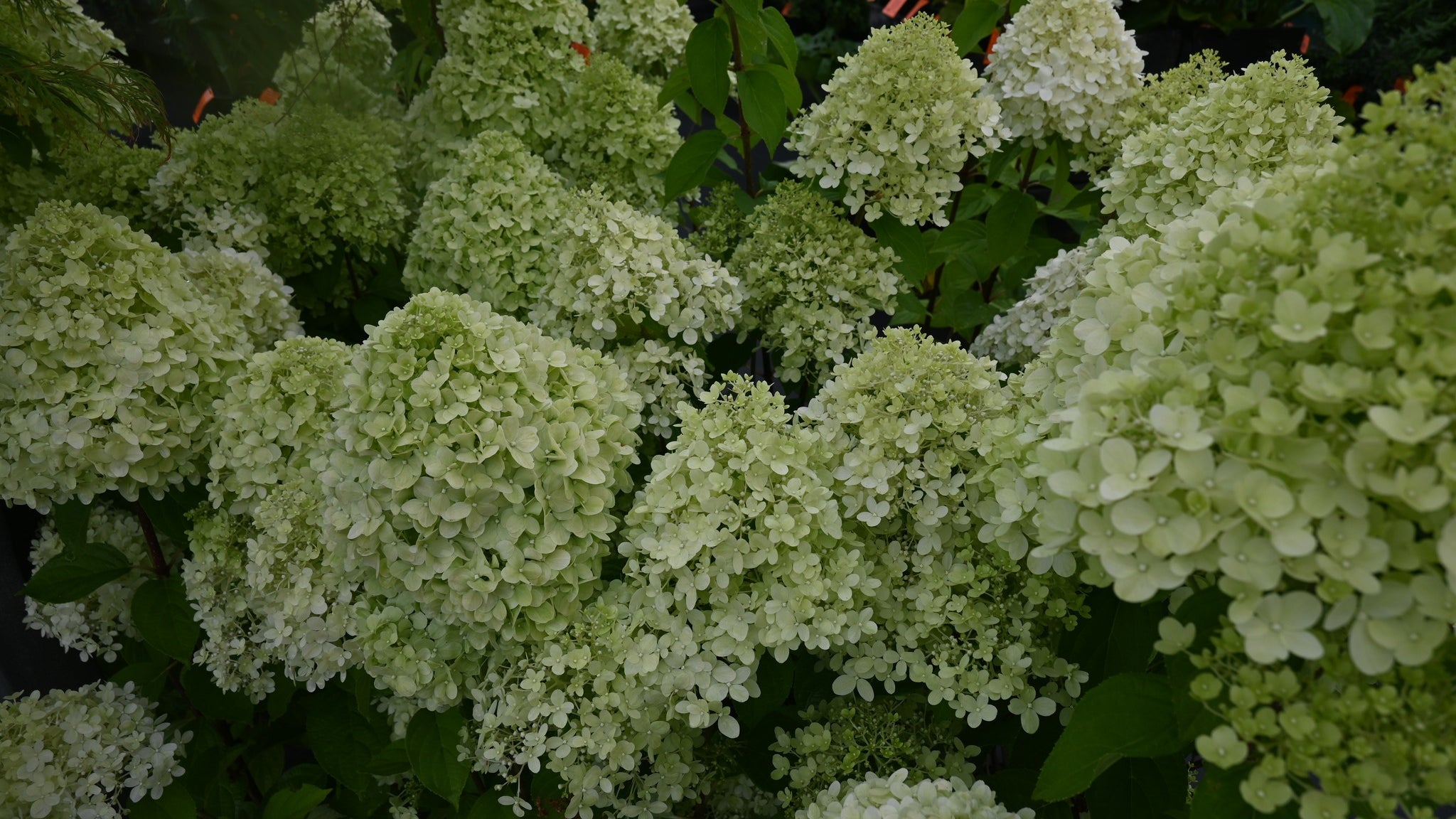 Texture Plants Slideshow