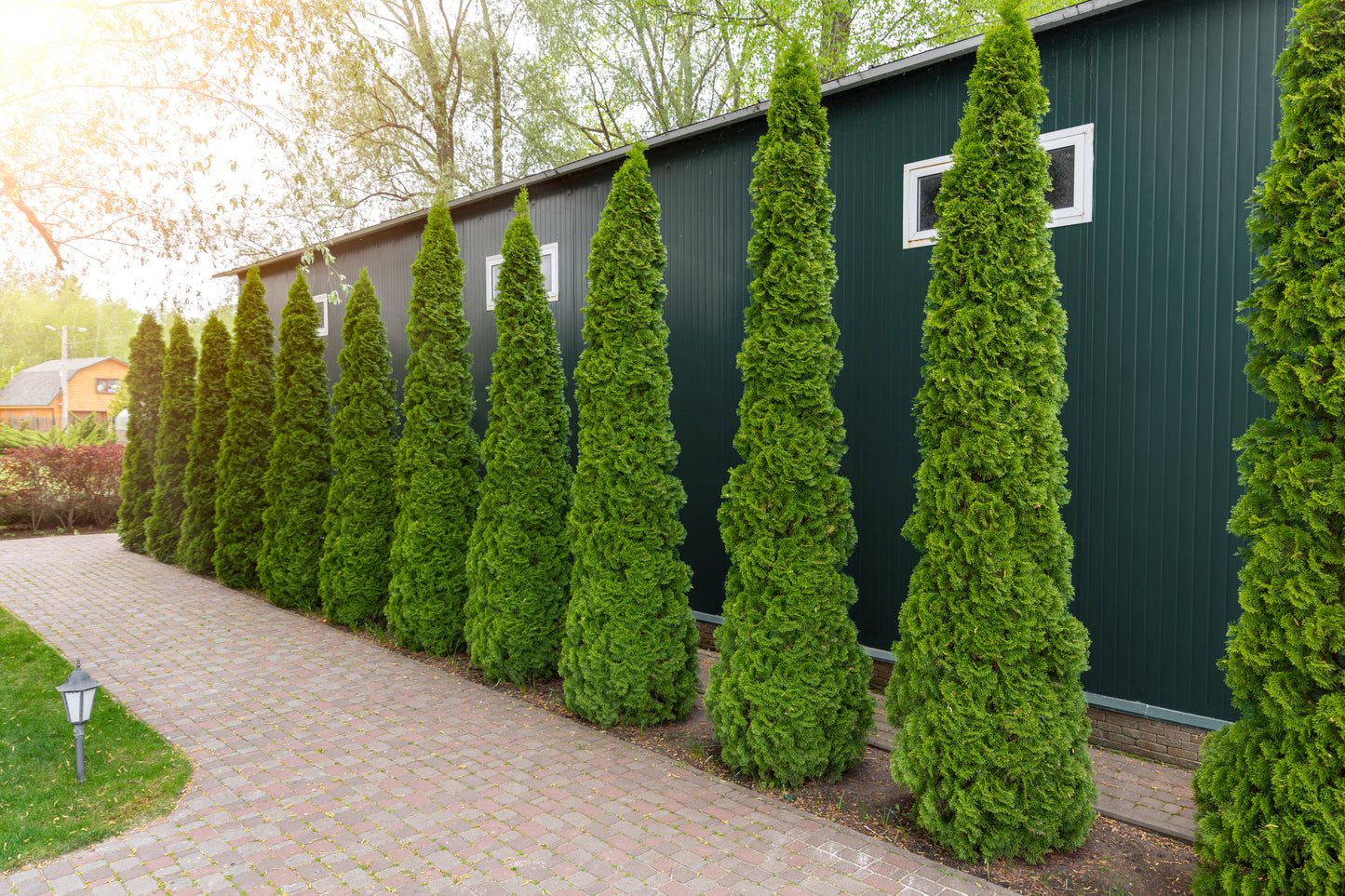 Thuja occidentalis Smaragd