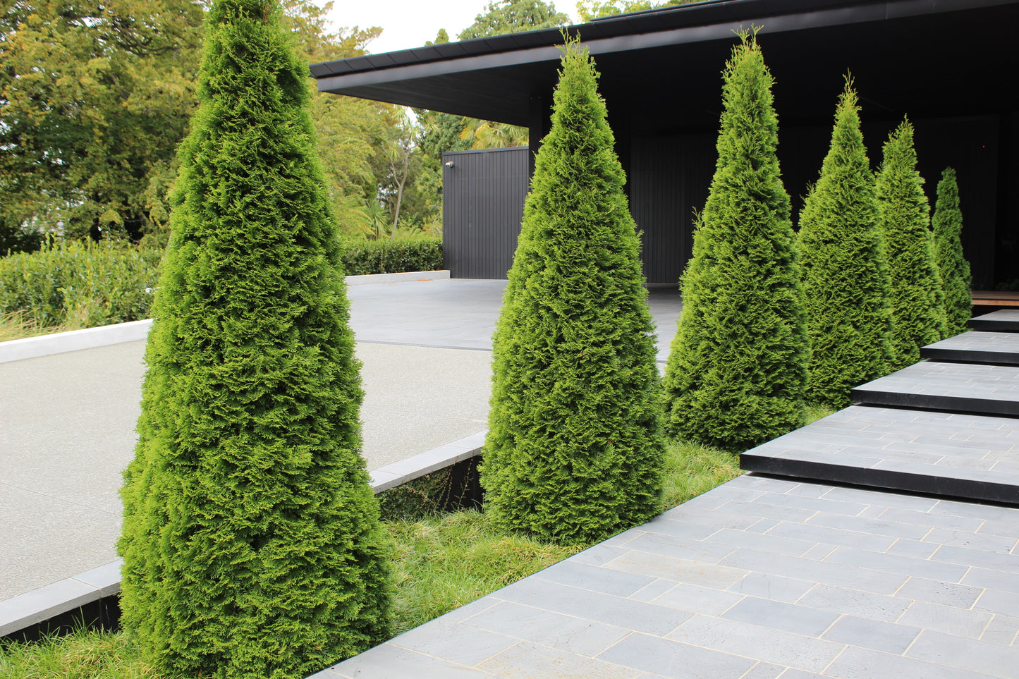 Thuja occidentalis Smaragd