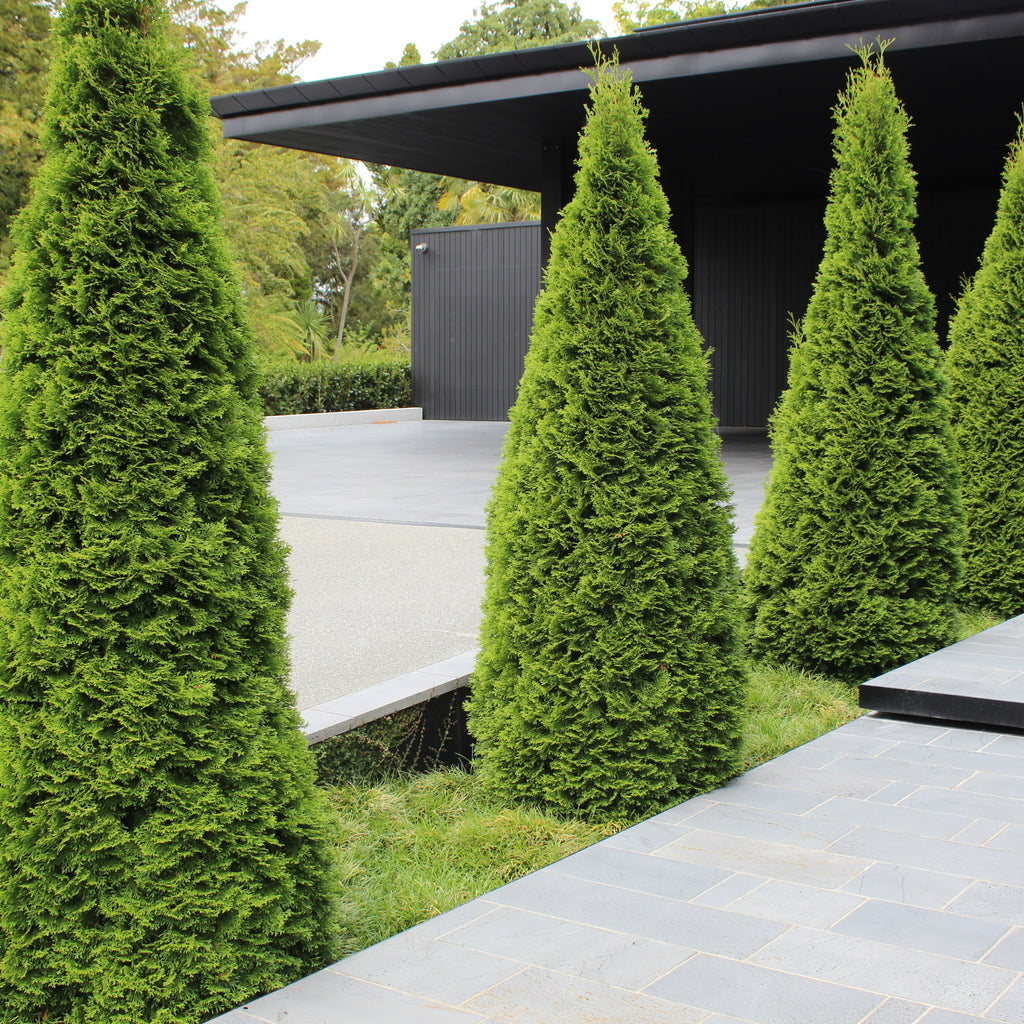 Thuja occidentalis Smaragd Image