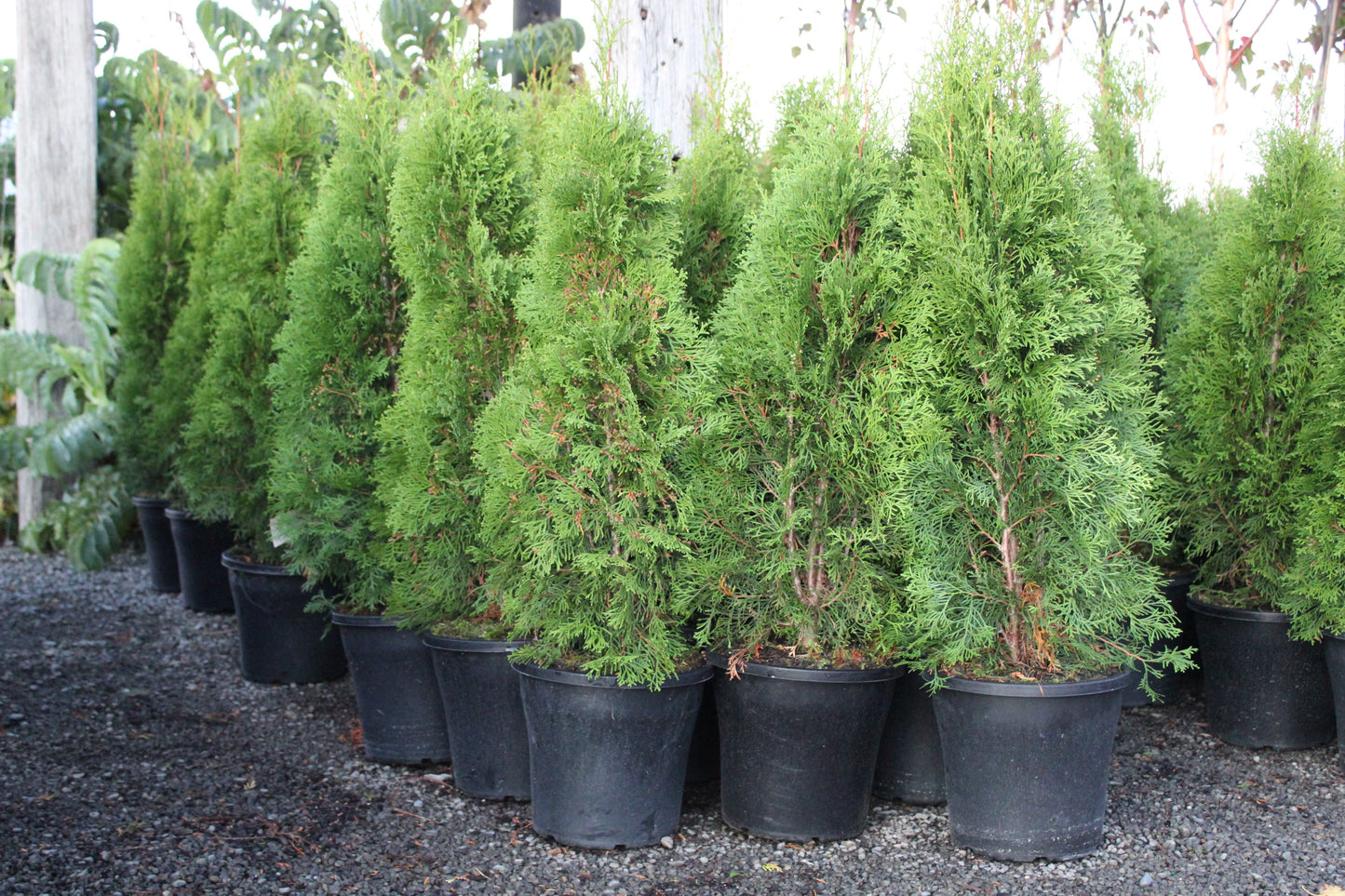 Thuja o. Smaragd