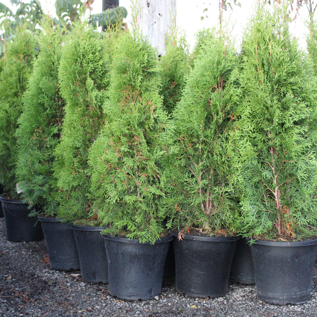 Thuja occidentalis Smaragd Image