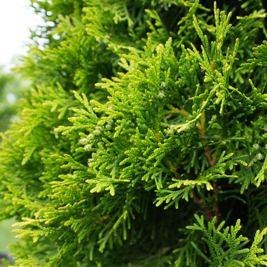 Thuja occidentalis Smaragd Image