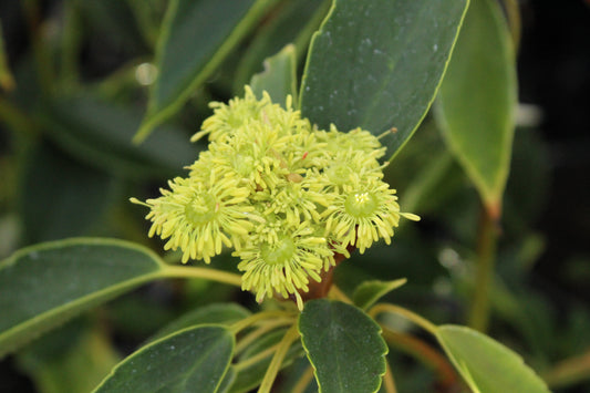 Trochodendron araliodes